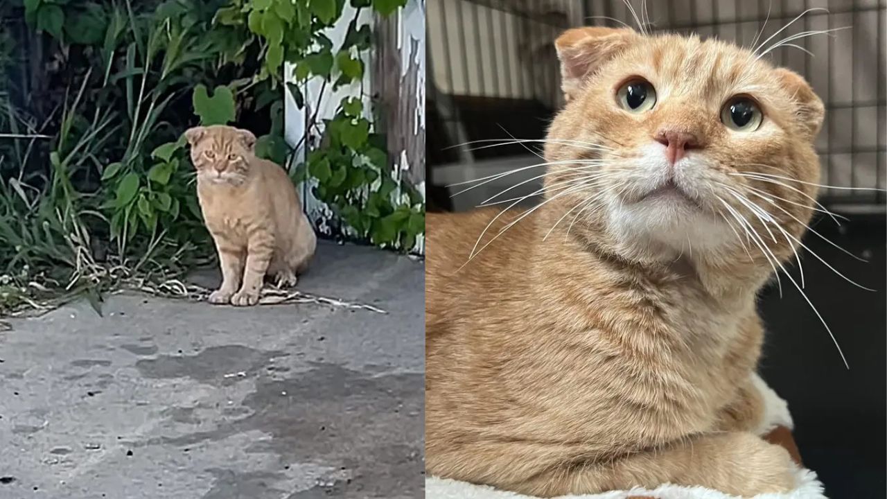California Woman Sees Helpless Cat with Folded Ears While Driving, Saves Him from the Streets Forever