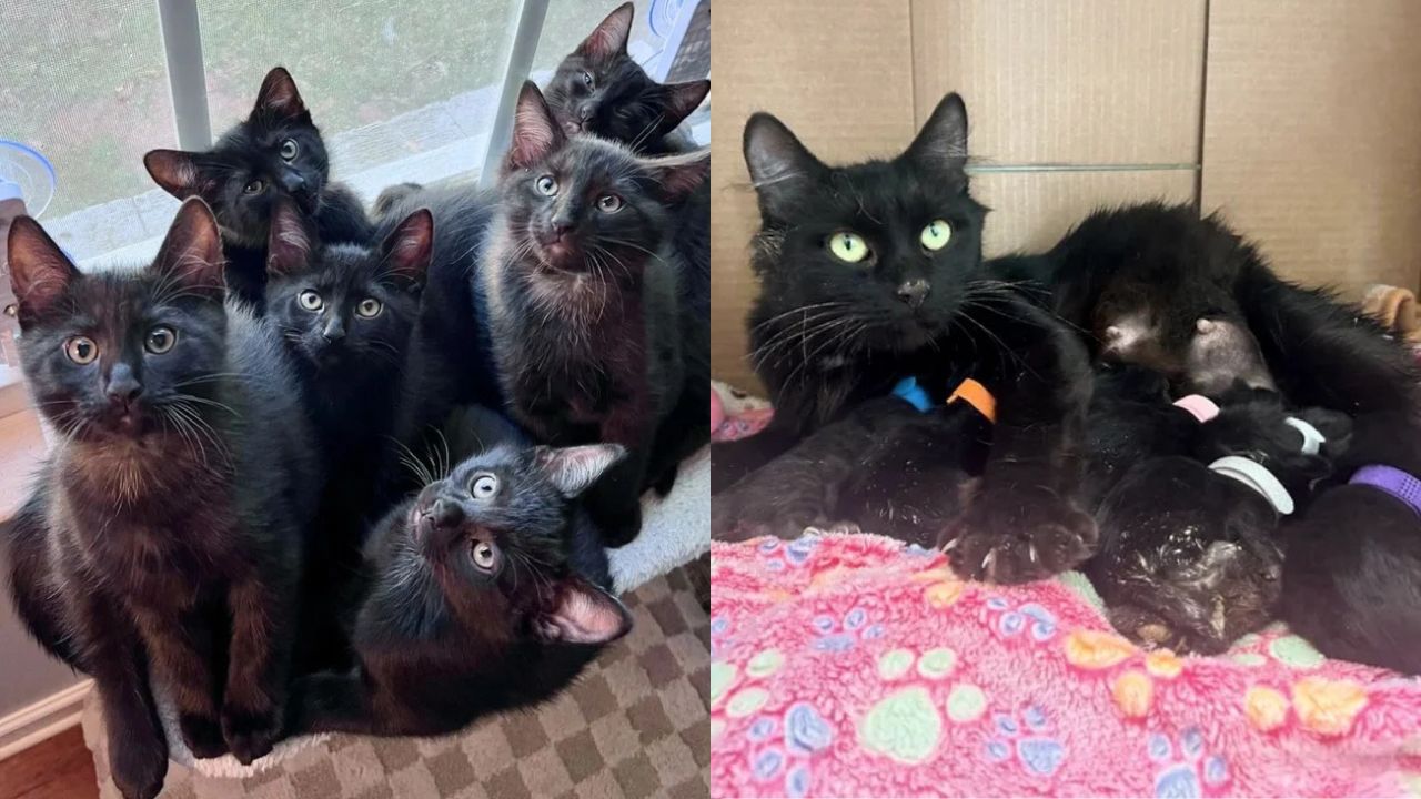 Heartwarming Georgia Story: Homeless Cat Finds Shelter and Brings Six Identical Void Kittens into the World