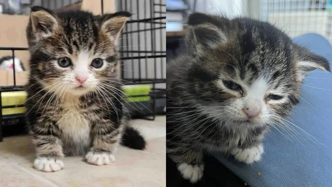 Heartwarming Rescue in South East London as Undersized Kitten Gets Life-Saving Help from Foster Team