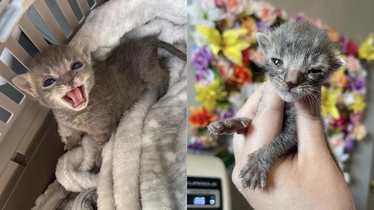 New Jersey Woman Rescues Tiny Kitten With a Lion’s Heart and Unbreakable Will to Live