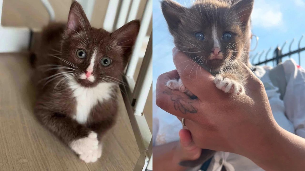 Oceanside Cat Rescue Story Melts Hearts – The Tiny Chocolate Kitten Who Refused to Give Up