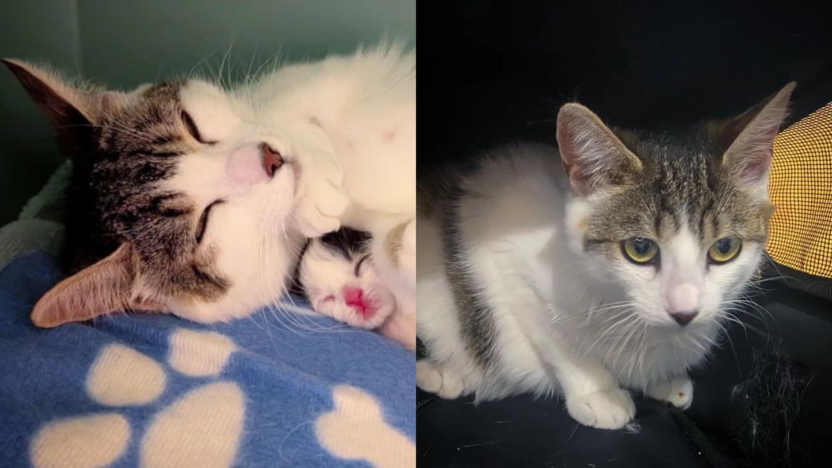 Hungry Cat Finds a Meal in Québec and Ends Up Starting a Beautiful New Chapter with Three Kittens